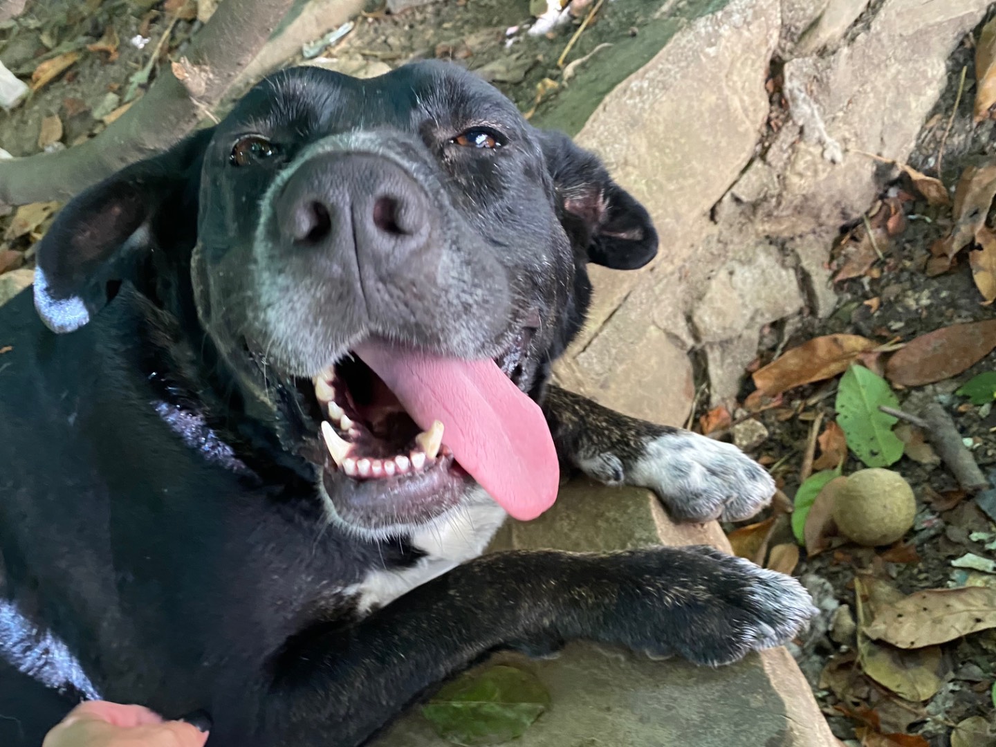 Adozione cane, femmina, Razza sconosciuta Razza sconosciuta, 5 anni e 1 mese, taglia grande, Piacenza