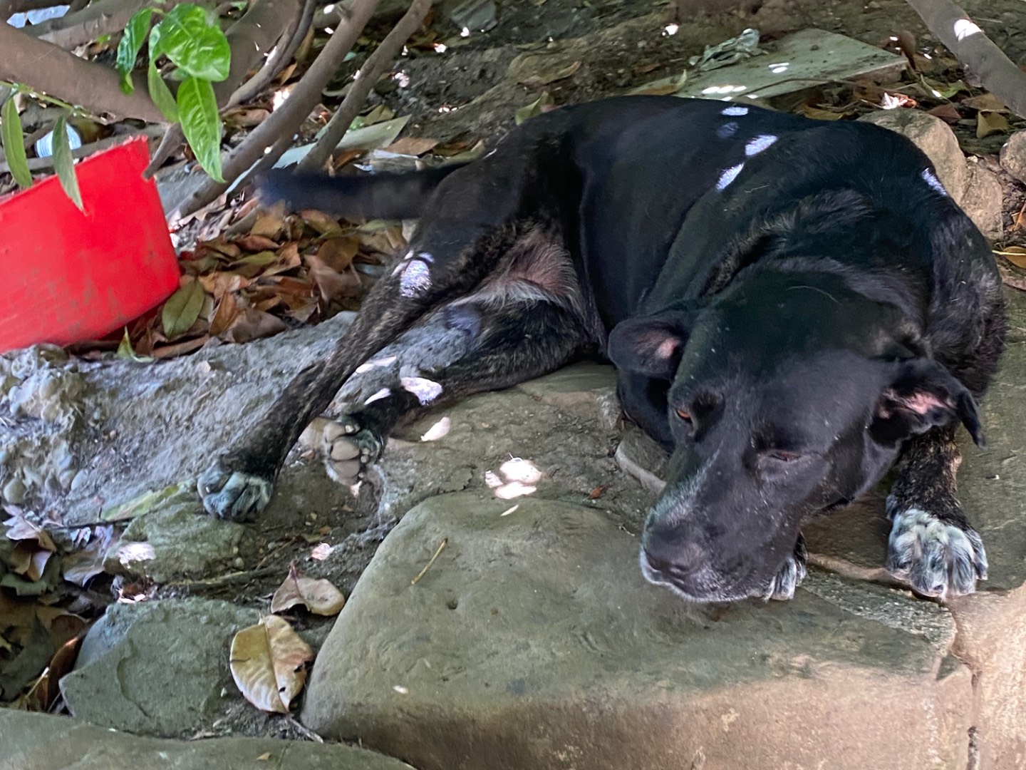 Adotta un cane, taglia grande, femmina, Piacenza