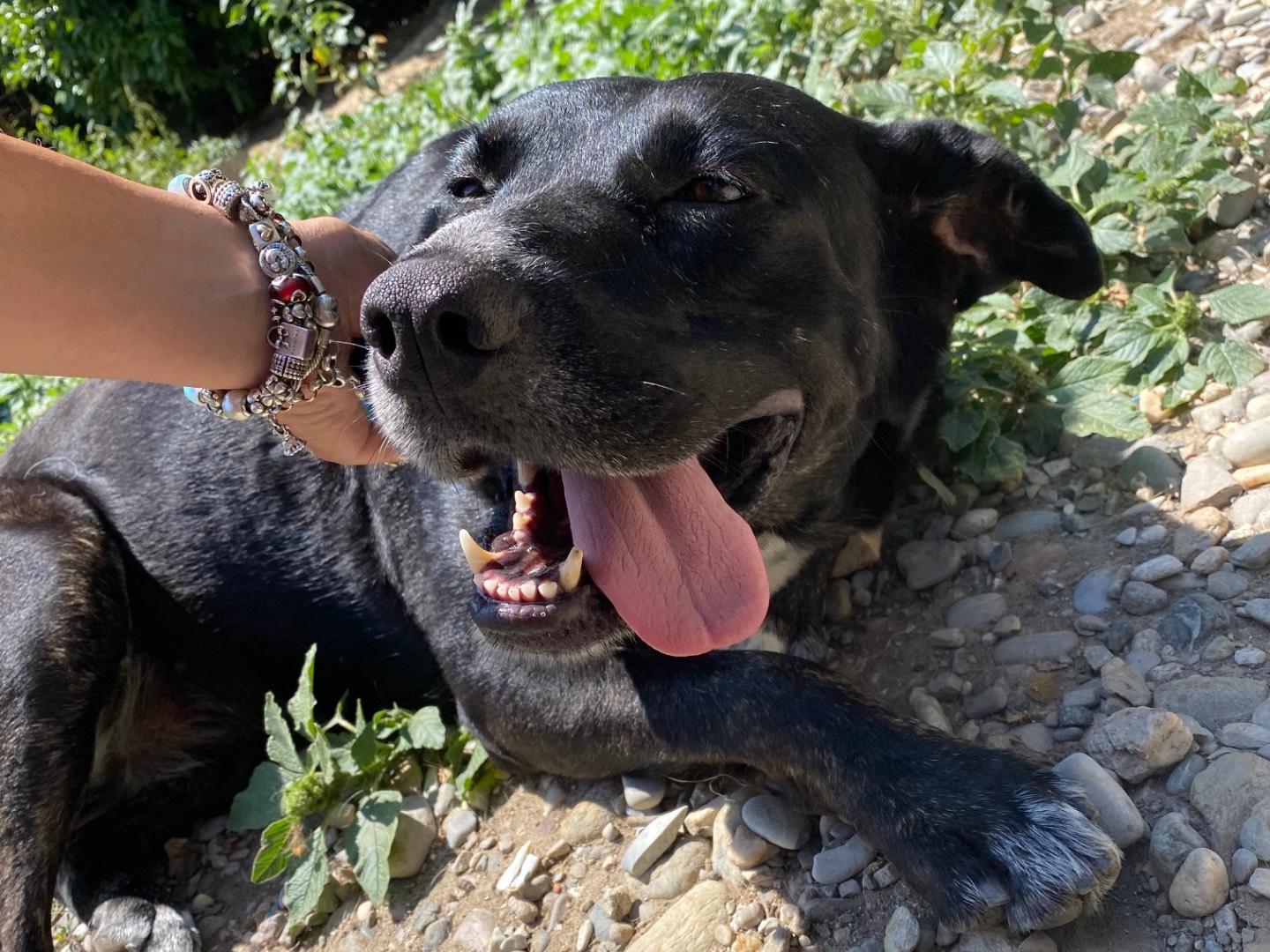 Vuoi adottare un cane a Piacenza?
