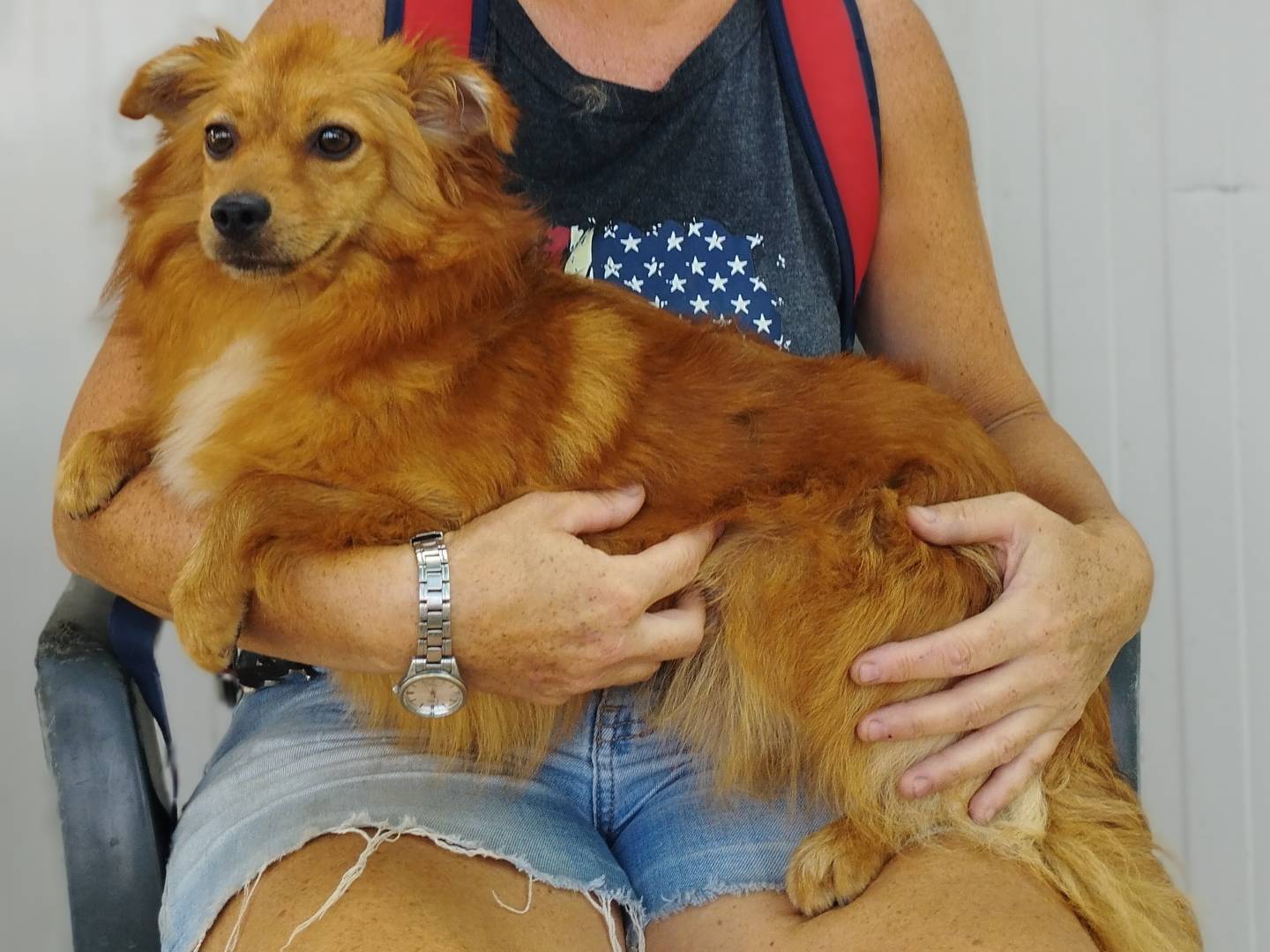 Adozione cane, femmina, Volpino di Pomerania Razza sconosciuta, 9 mesi, taglia piccola, Milano