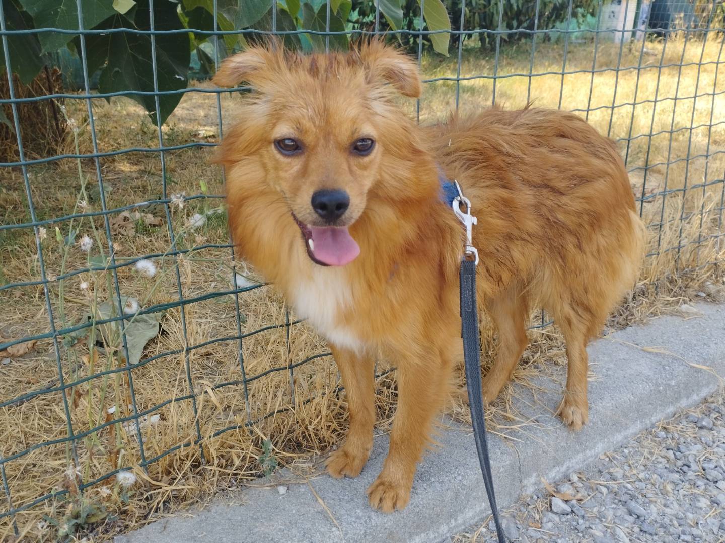Adotta un cane, taglia piccola, femmina, Milano