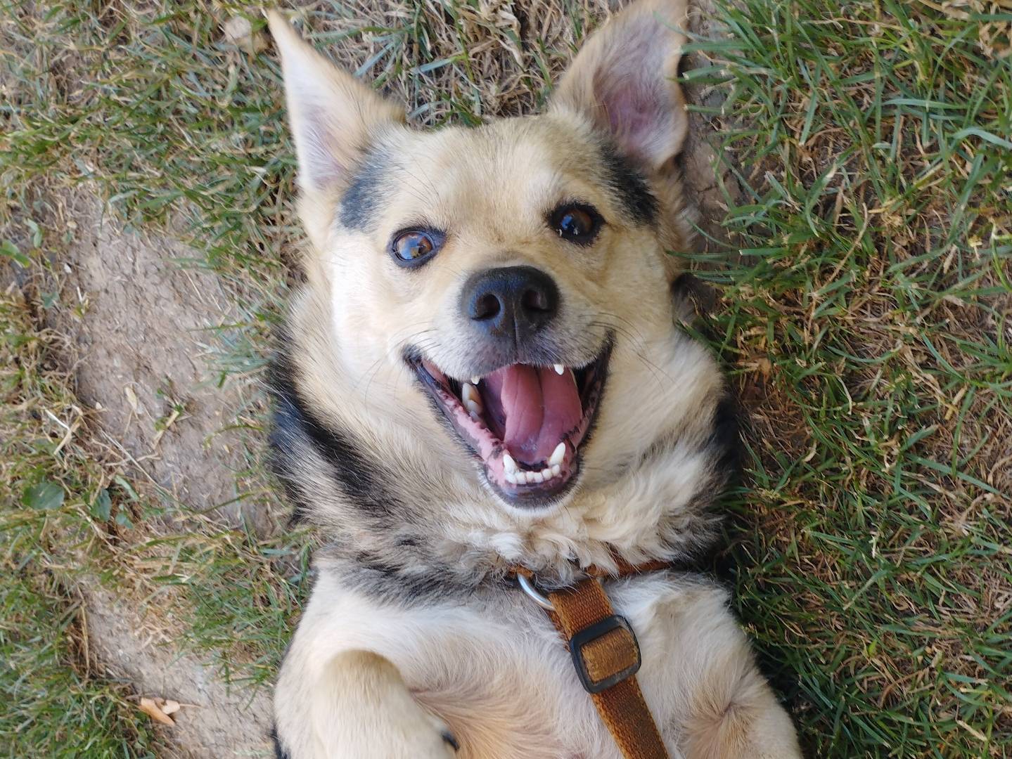 Adozione cane, maschio, Pembroke Welsh Corgi Razza sconosciuta, 6 anni, taglia piccola, Milano