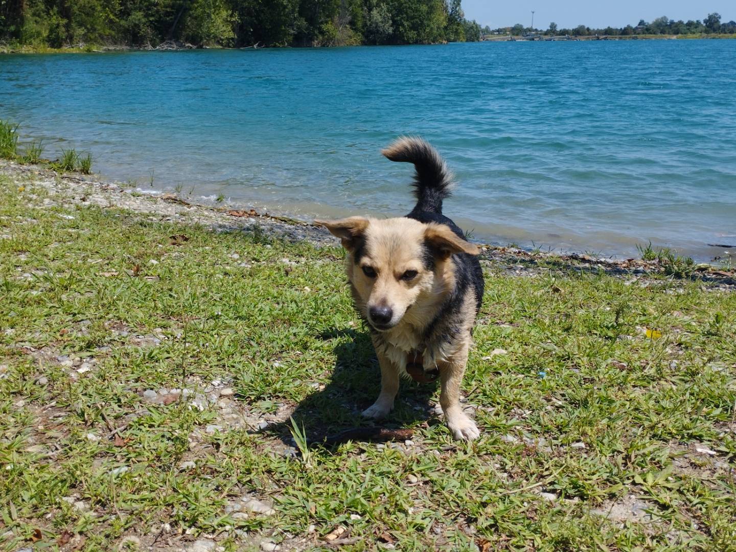 Adotta un cane, maschio, 6 anni, Milano