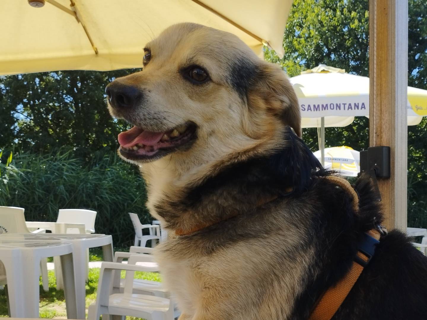 Adotta un cane, taglia piccola, maschio, Milano