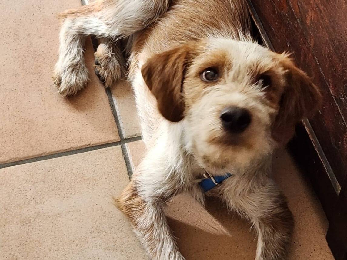 Adozione cane, maschio, Razza sconosciuta Razza sconosciuta, 1 anno e 1 mese, taglia piccola, Milano