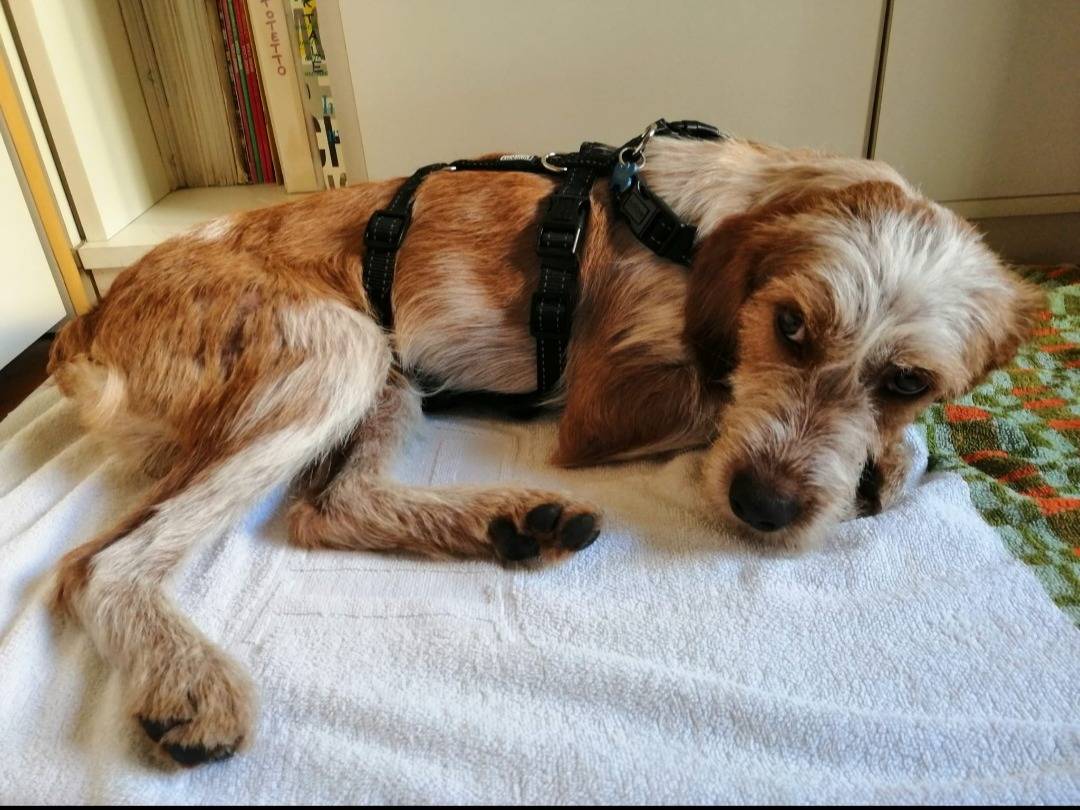 Adotta un cane, taglia piccola, maschio, Milano