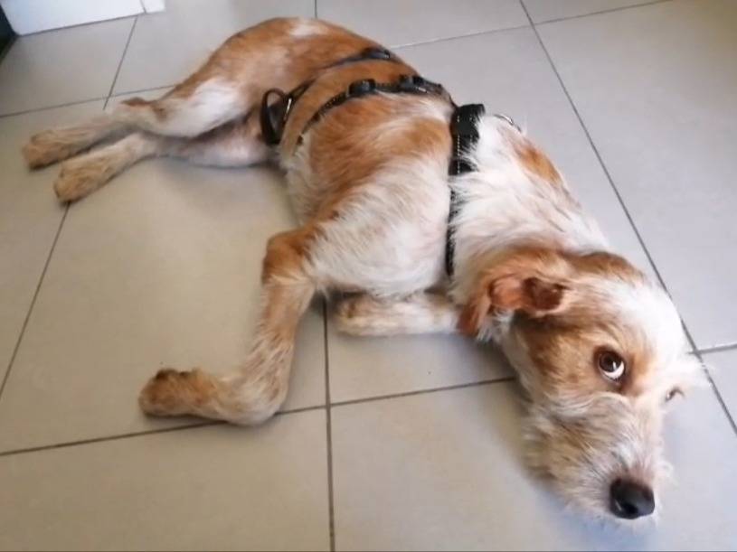 Vuoi adottare un cane a Milano?