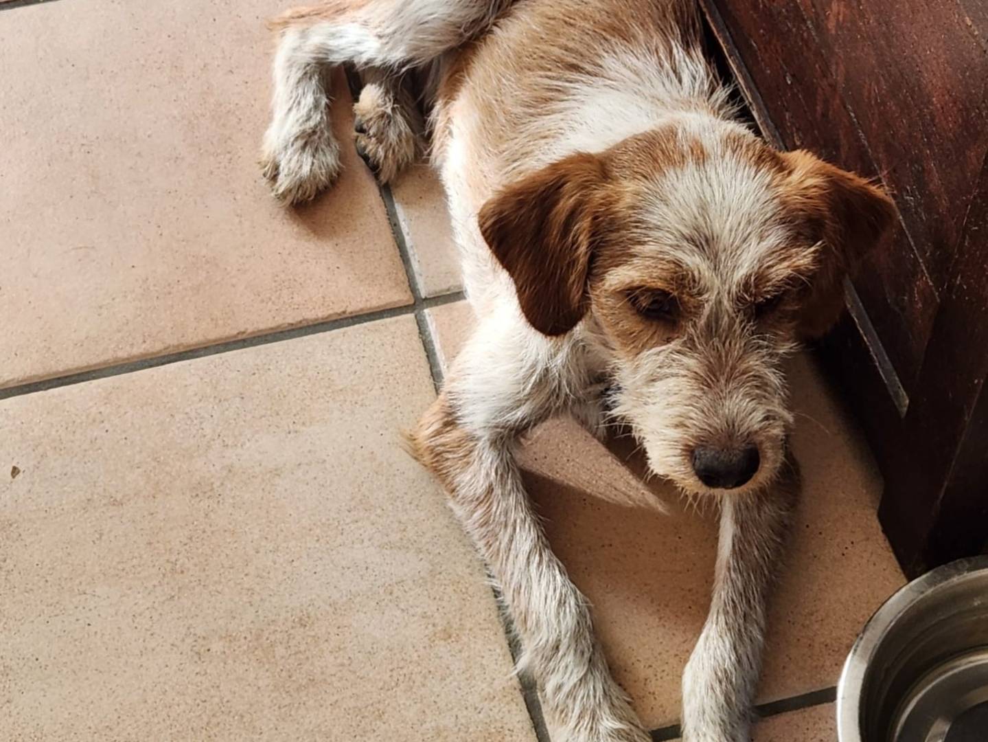 Adotta il cane Tommy sabato torna al sud a Milano
