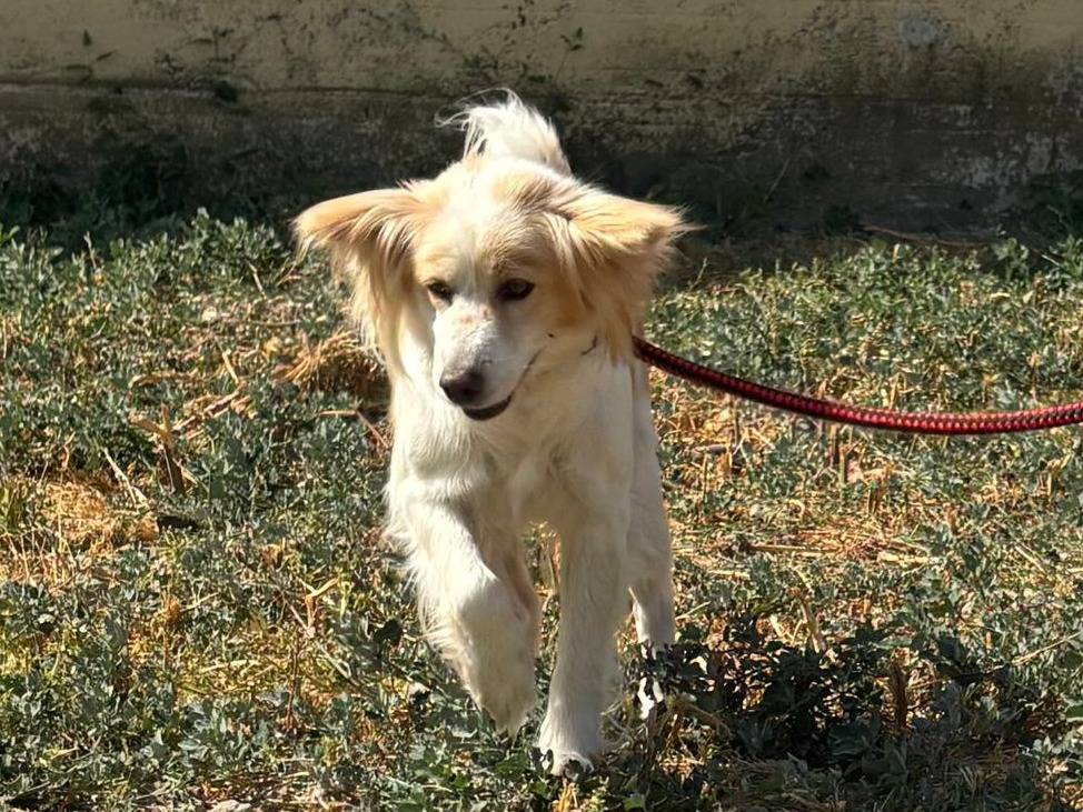 Adozione cane, femmina, Razza sconosciuta Razza sconosciuta, 2 anni e 4 mesi, taglia media contenuta, Crotone