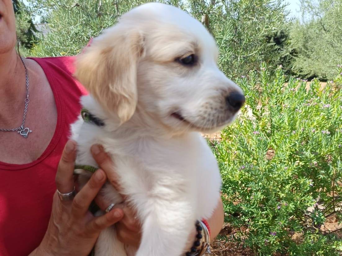 Adotta un cane, maschio, 3 mesi, Bergamo