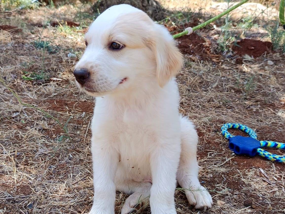 Adozione cane, maschio, Razza sconosciuta Razza sconosciuta, 3 mesi, taglia grande, Bergamo