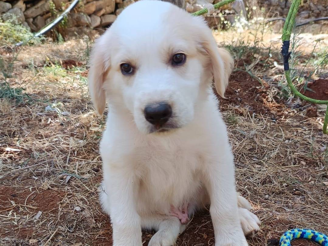 Vuoi adottare un cane a Bergamo?