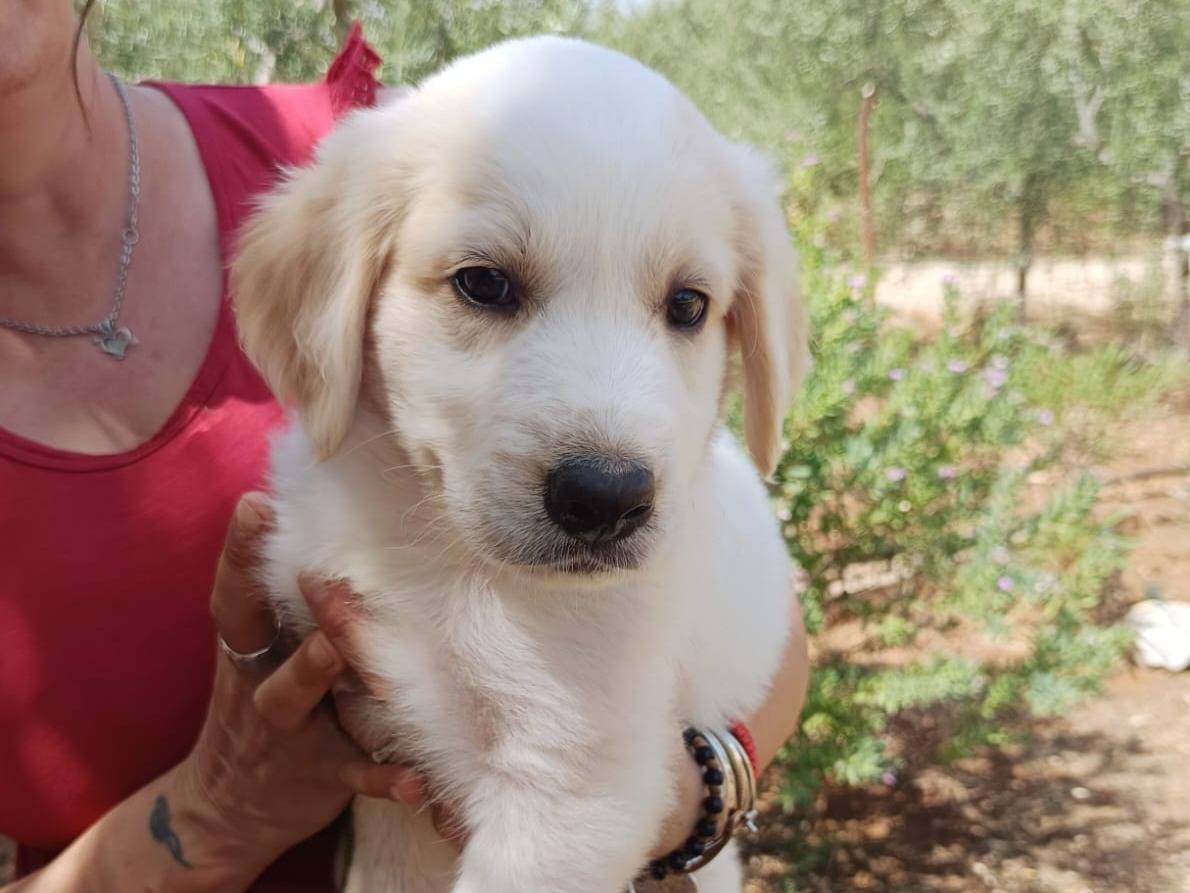 Adotta il cane Shrek  a Bergamo
