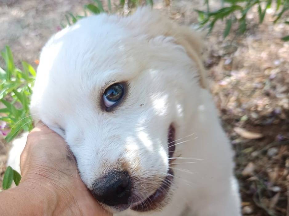 Adotta il cane Bella a Brescia