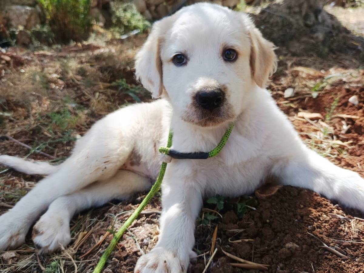 Vuoi adottare un cane a Brescia?