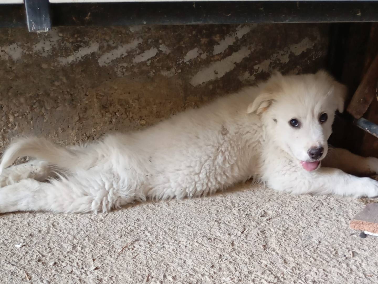 Adotta il cane Leo a Caltanissetta