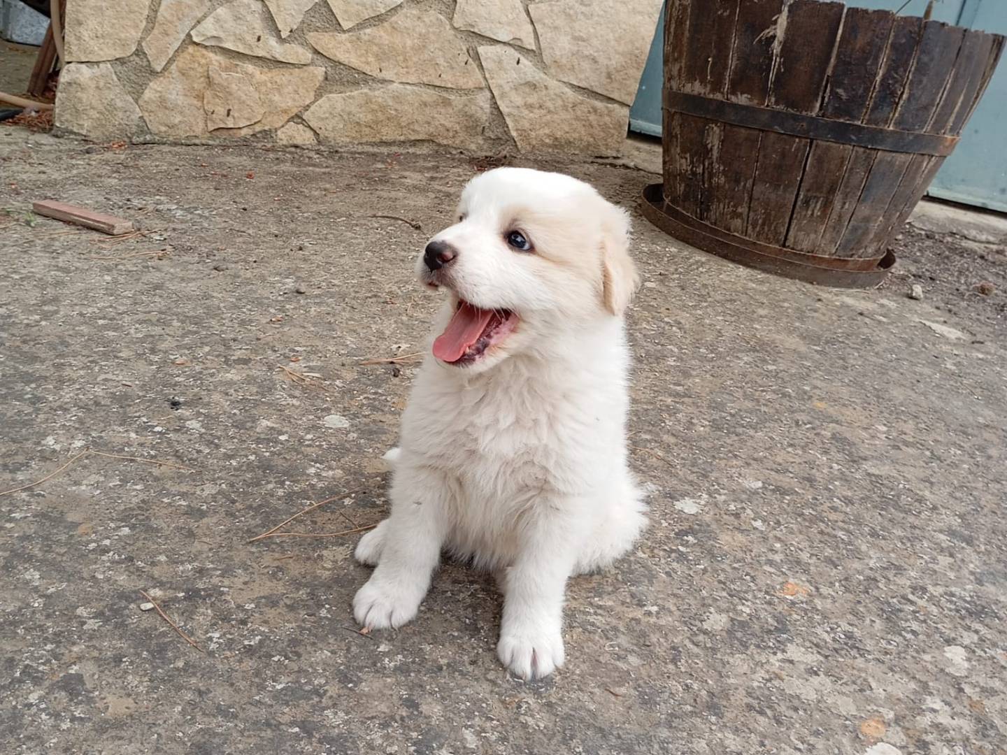 Vuoi adottare un cane a Caltanissetta?