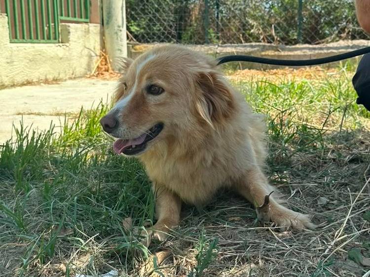 Adozione cane, maschio, Razza sconosciuta Razza sconosciuta, 4 anni e 10 mesi, taglia media contenuta, Crotone