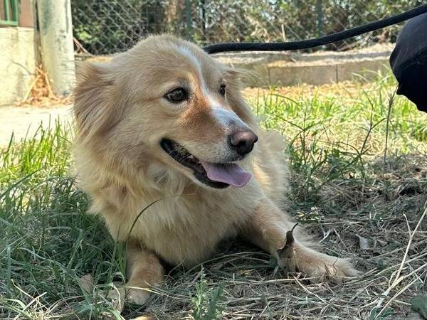 Adotta un cane, maschio, 4 anni e 10 mesi, Crotone