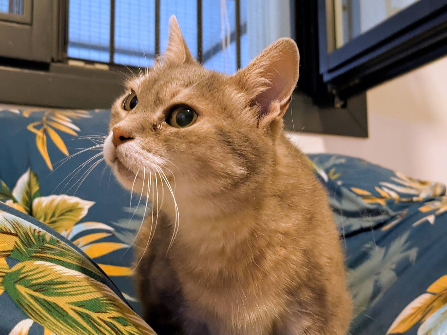 Adozione gatto, femmina, Razza sconosciuta Razza sconosciuta, 8 anni e 3 mesi, taglia non valida, Verona