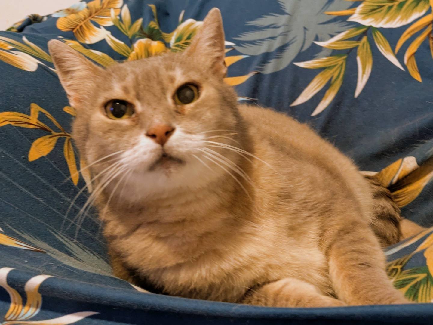 Adotta un gatto, femmina, 8 anni e 3 mesi, Verona