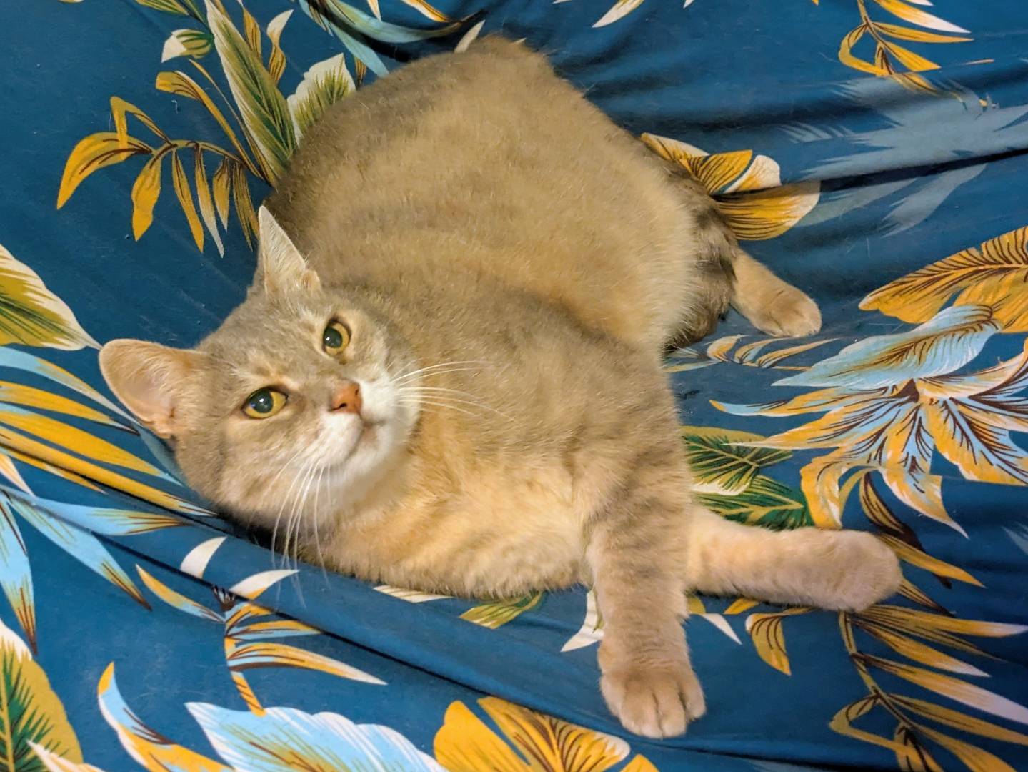 Adotta un gatto, taglia non valida, femmina, Verona