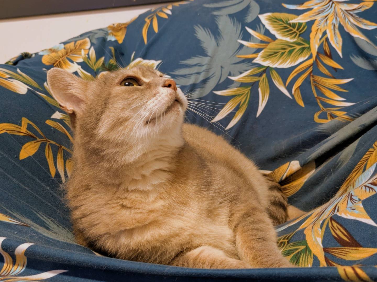 Vuoi adottare un gatto a Verona?
