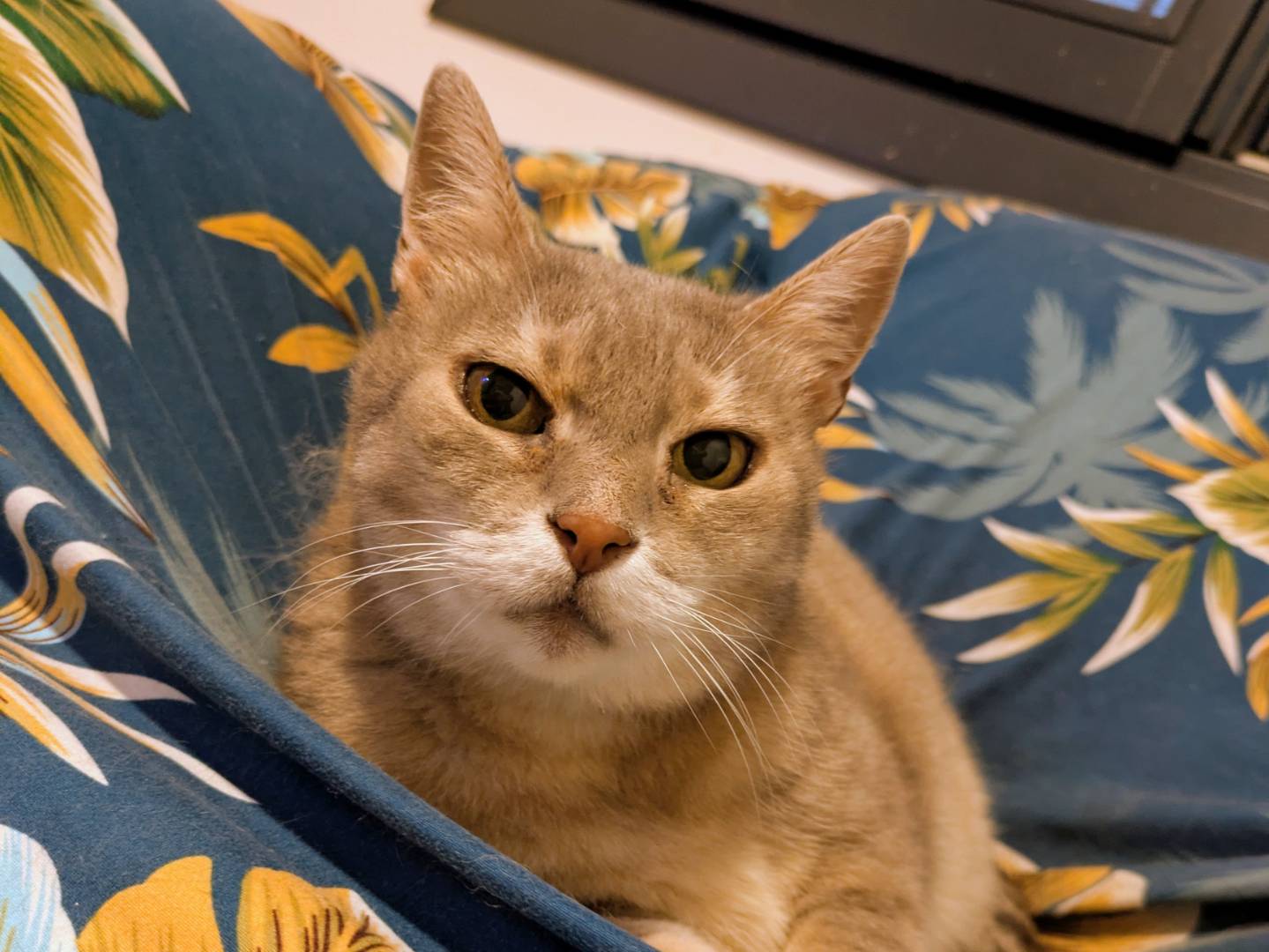 Adotta il gatto Cipria a Verona