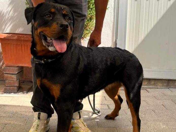 Adozione cane, femmina, Razza sconosciuta Razza sconosciuta, 2 anni, taglia grande, Milano