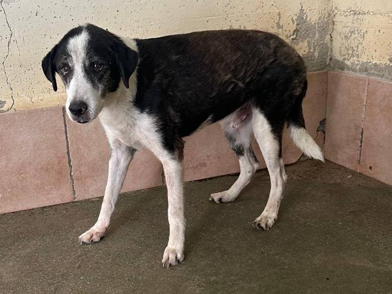 Adozione cane, maschio, Razza sconosciuta Razza sconosciuta, 9 anni e 9 mesi, taglia media, Crotone