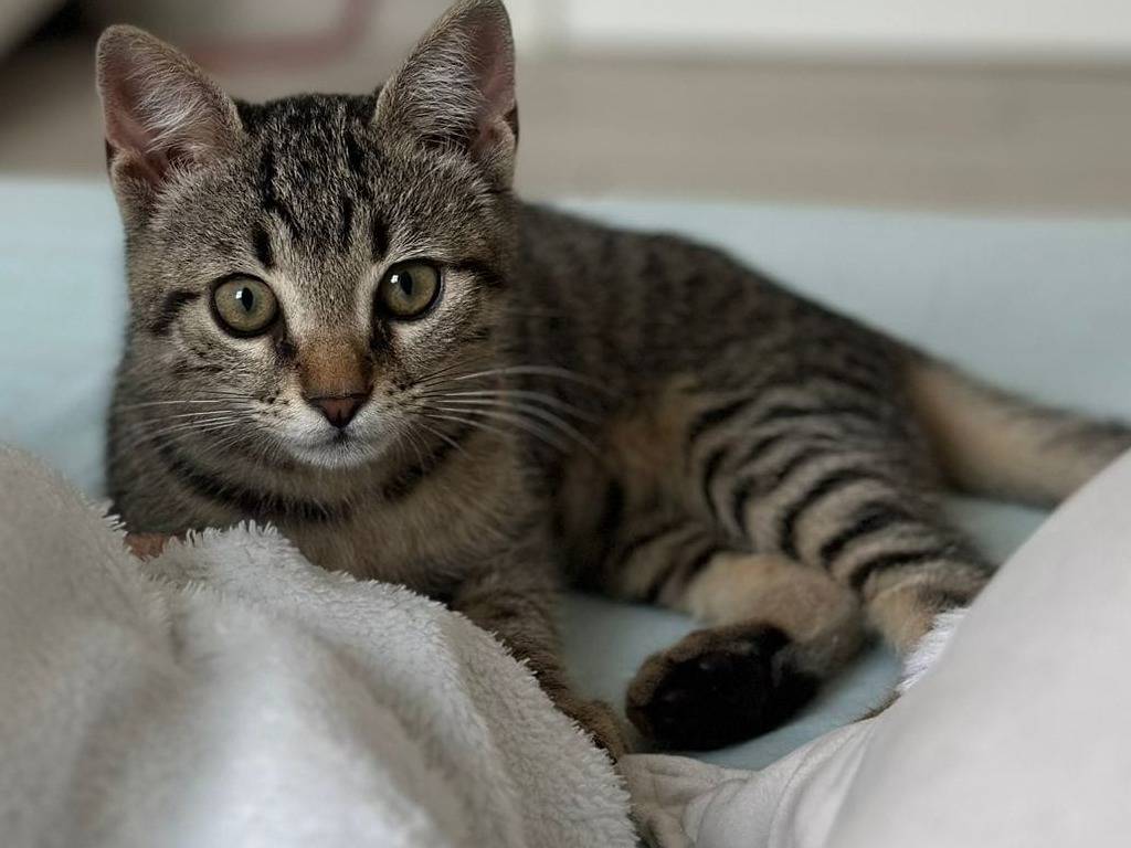 Adozione gatto, femmina, Razza sconosciuta Razza sconosciuta, 4 mesi, taglia non valida, Catanzaro