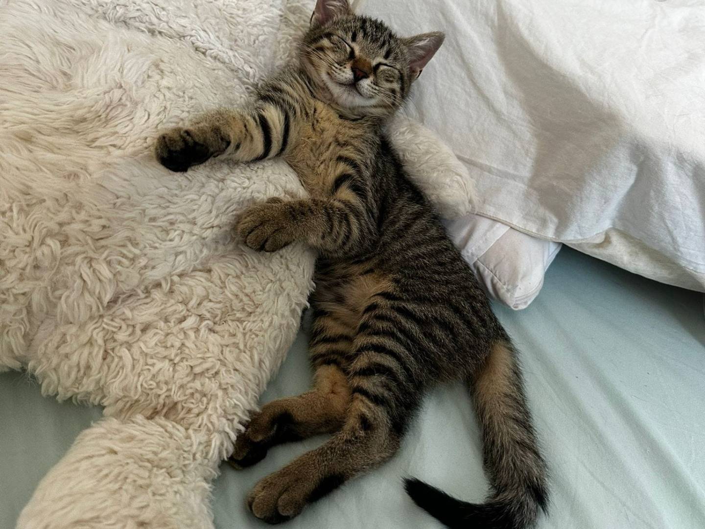Adotta un gatto, femmina, 4 mesi, Catanzaro