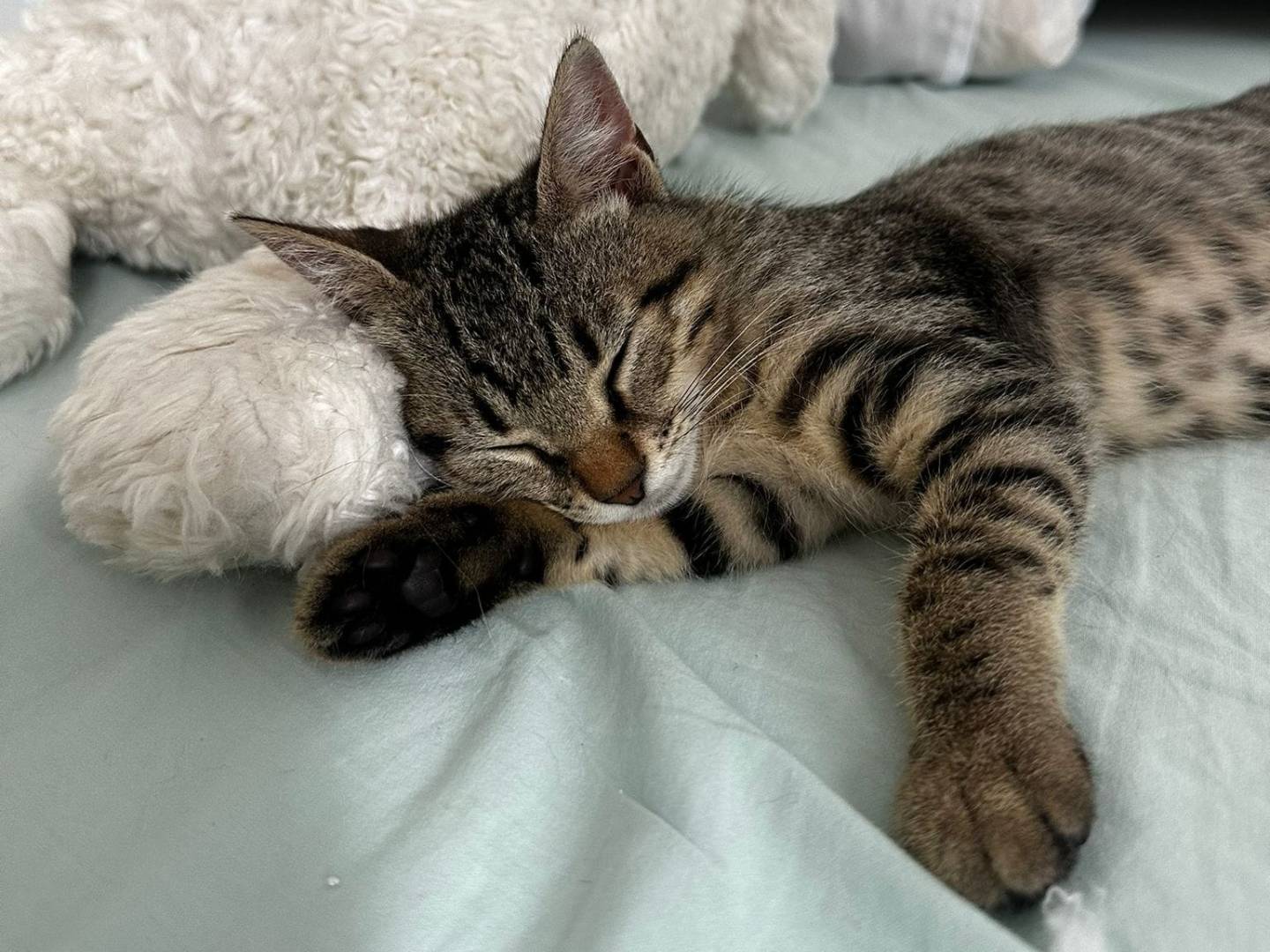 Adotta un gatto, taglia non valida, femmina, Catanzaro