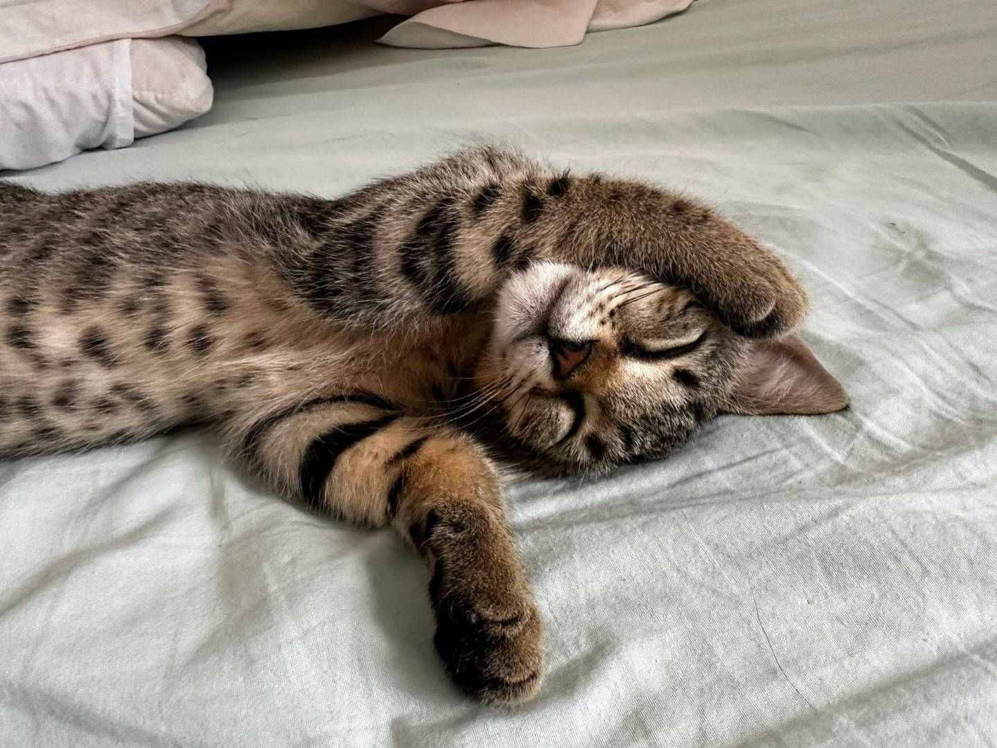 Vuoi adottare un gatto a Catanzaro?