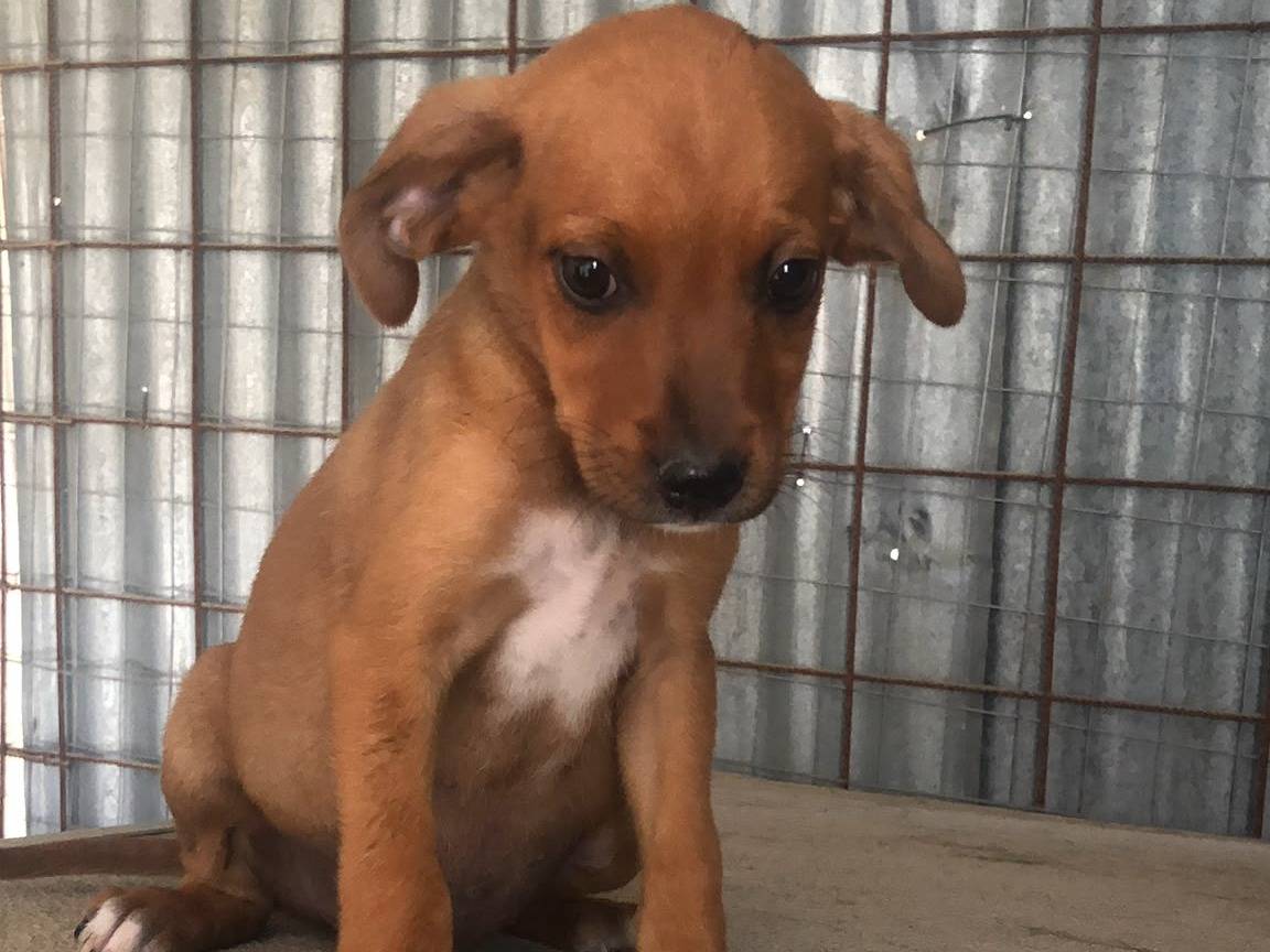 Adozione cane, maschio, Razza sconosciuta Razza sconosciuta, 2 mesi, taglia media contenuta, Benevento