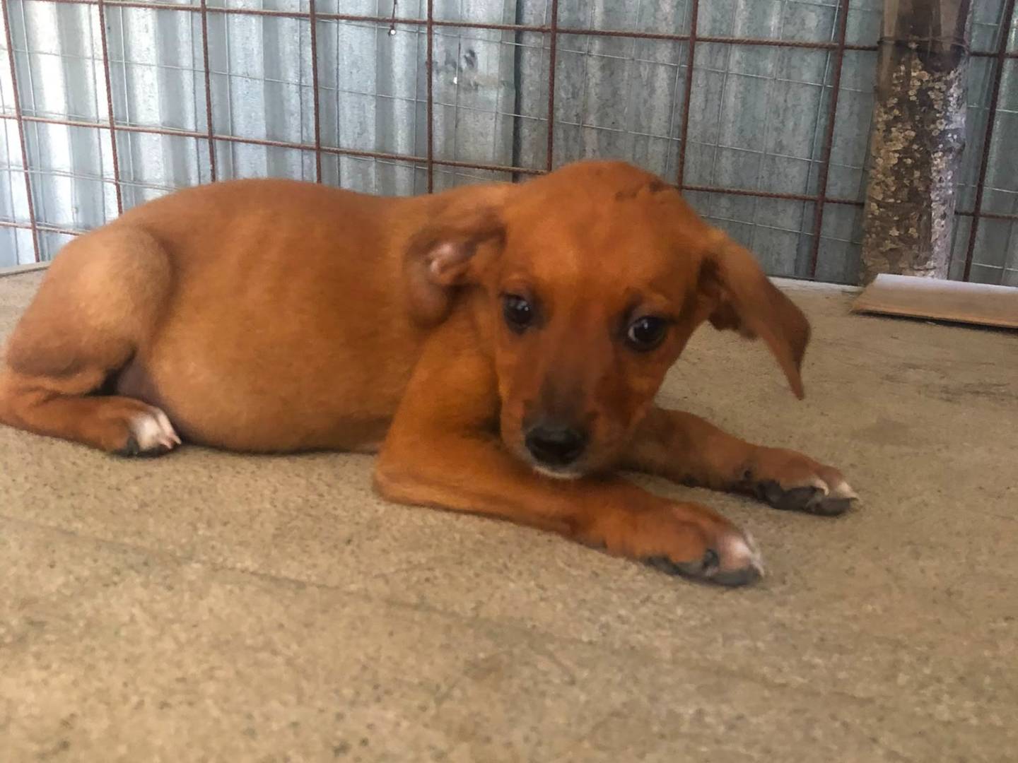 Adotta un cane, maschio, 2 mesi, Benevento