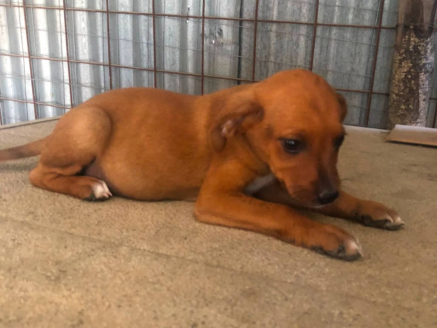 Adotta un cane, taglia media contenuta, maschio, Benevento