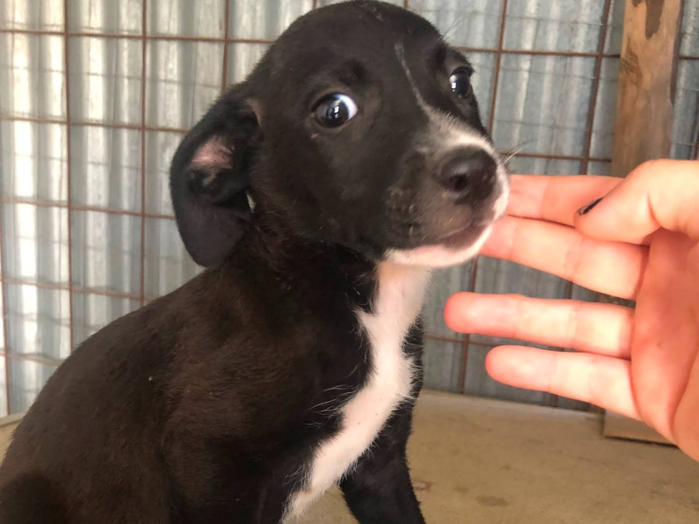 Adotta un cane, maschio, 2 mesi, Benevento