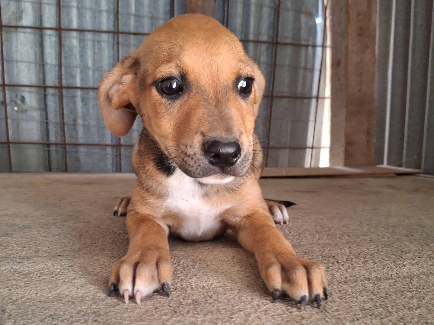 Adotta un cane, taglia media contenuta, femmina, Benevento