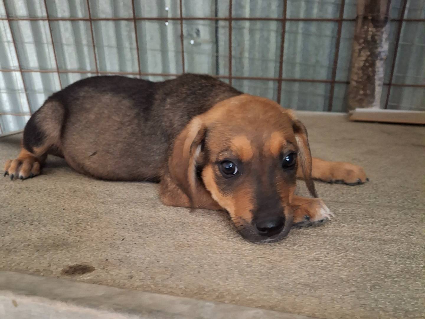 Adozione cane, maschio, Razza sconosciuta Razza sconosciuta, 2 mesi, taglia media contenuta, Benevento