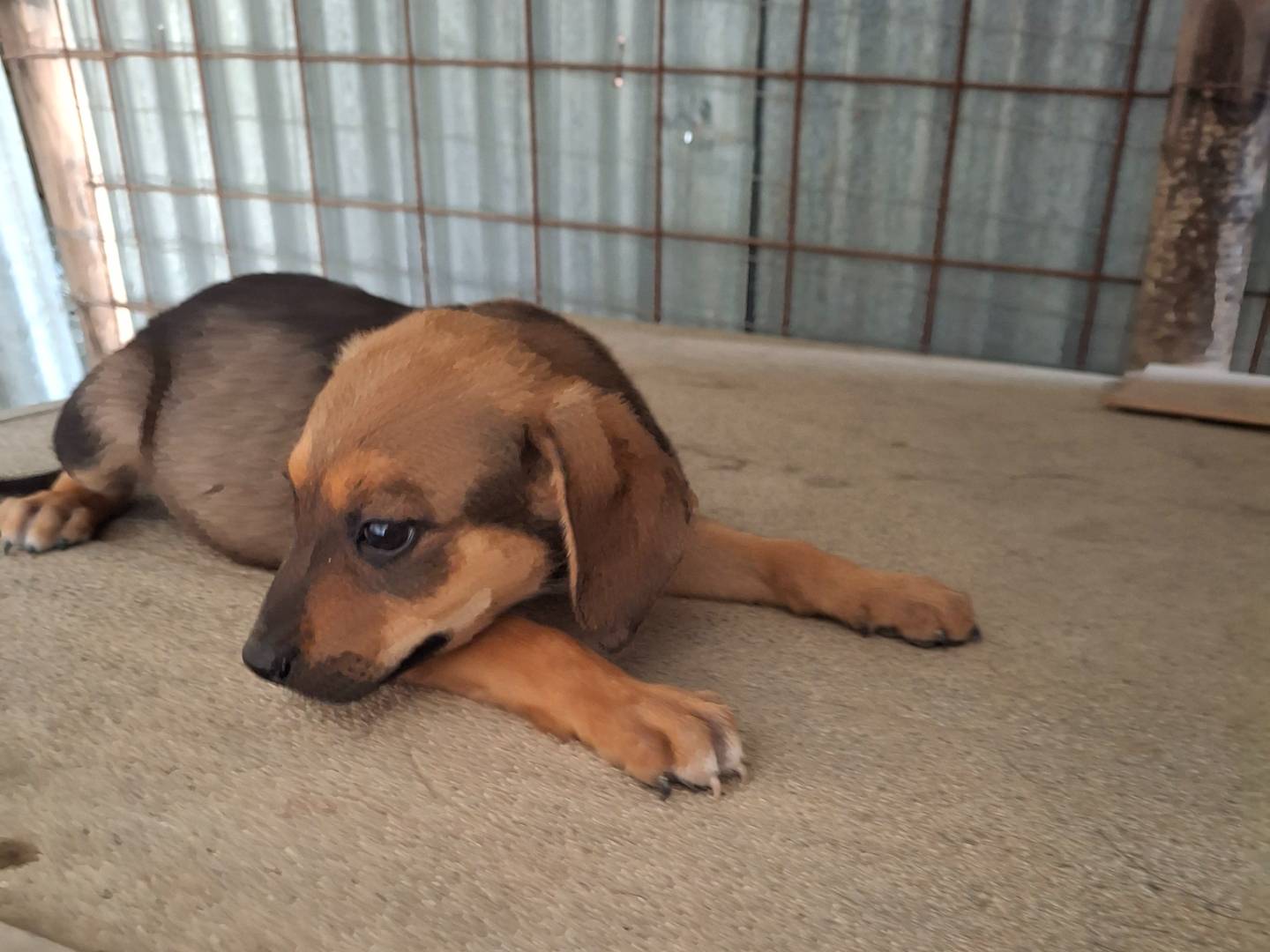 Adotta un cane, maschio, 2 mesi, Benevento