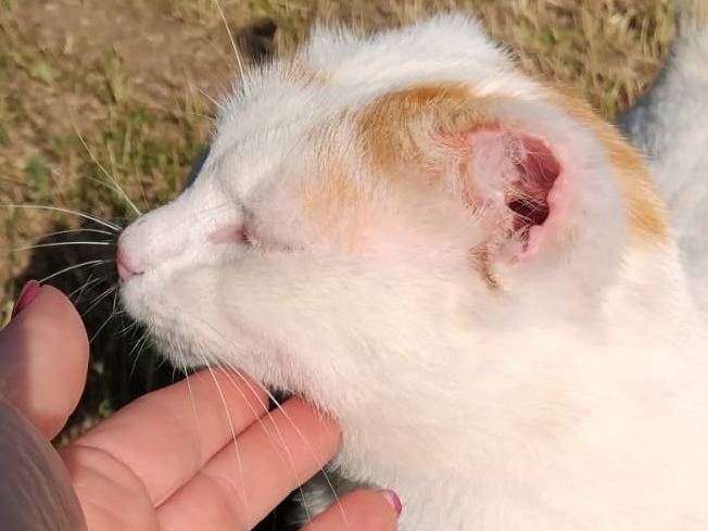 Adotta un gatto, taglia non valida, maschio, Torino