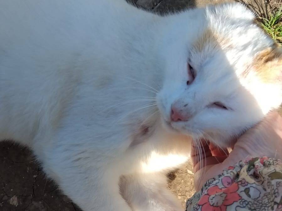 Adotta il gatto UBER a Torino