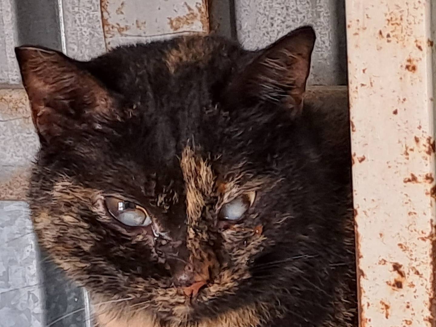 Adozione gatto, femmina, Razza sconosciuta Razza sconosciuta, 4 anni e 6 mesi, taglia non valida, Genova