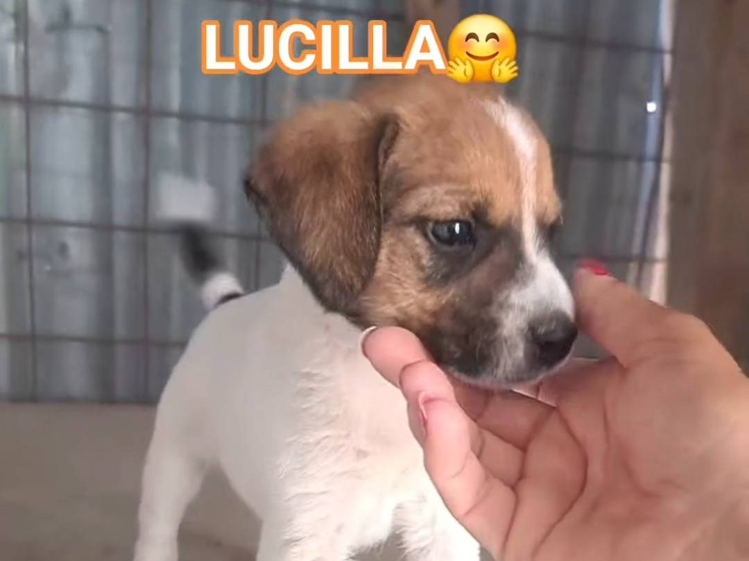 Adozione cane, femmina, Razza sconosciuta Razza sconosciuta, 2 mesi, taglia media contenuta, Benevento