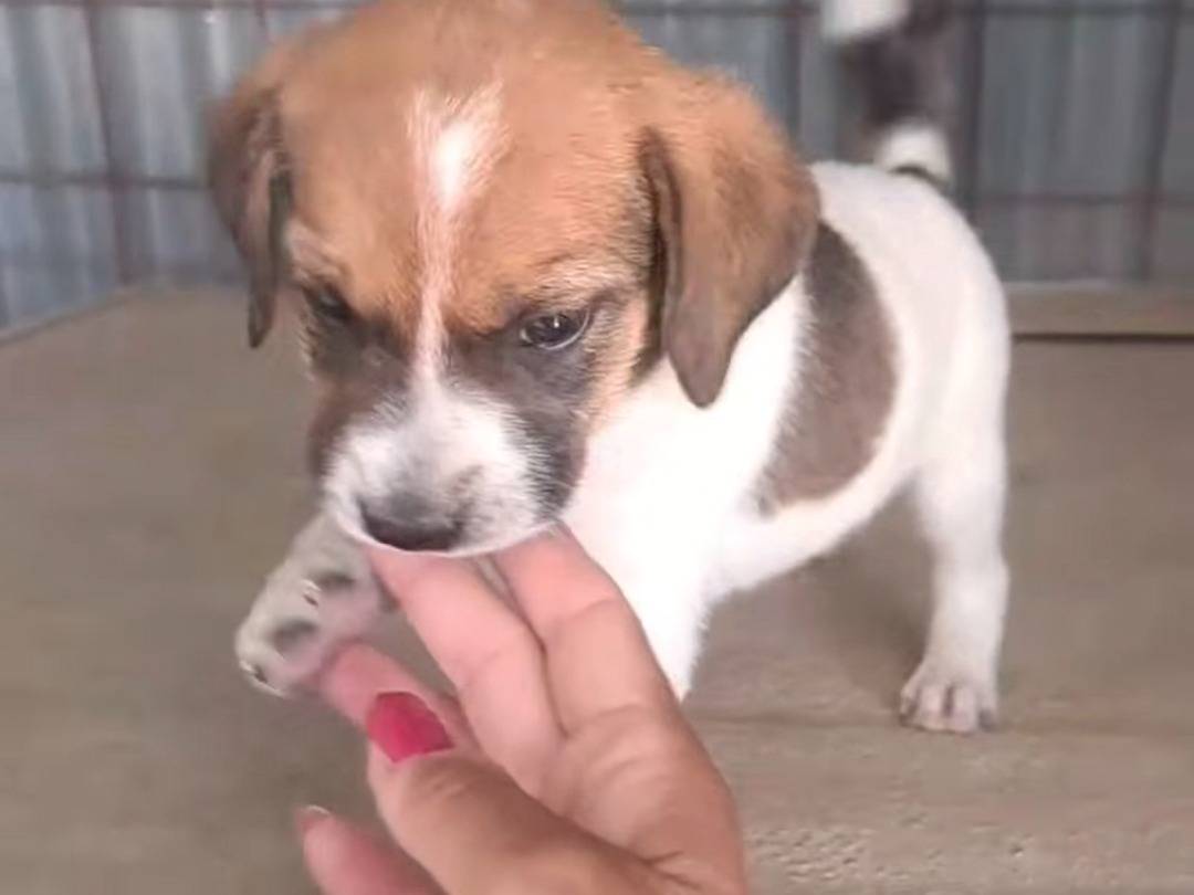 Adotta un cane, taglia media contenuta, femmina, Benevento