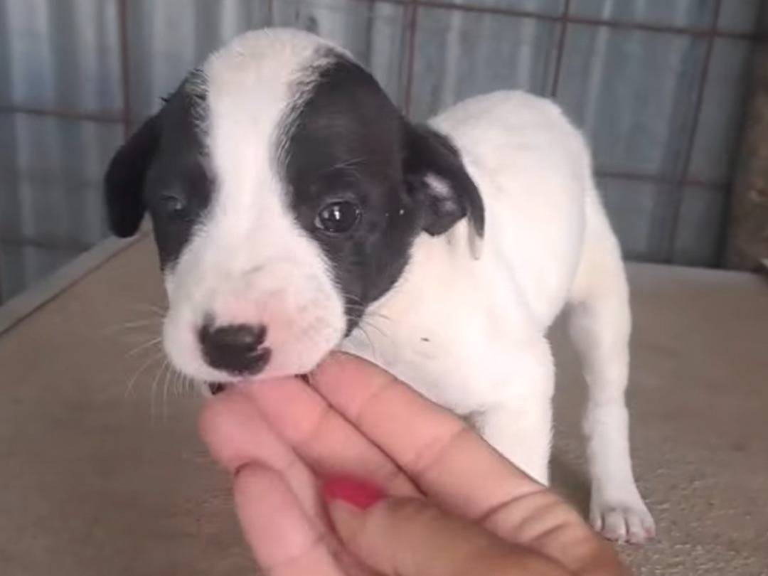 Adozione cane, maschio, Razza sconosciuta Razza sconosciuta, 2 mesi, taglia media contenuta, Benevento