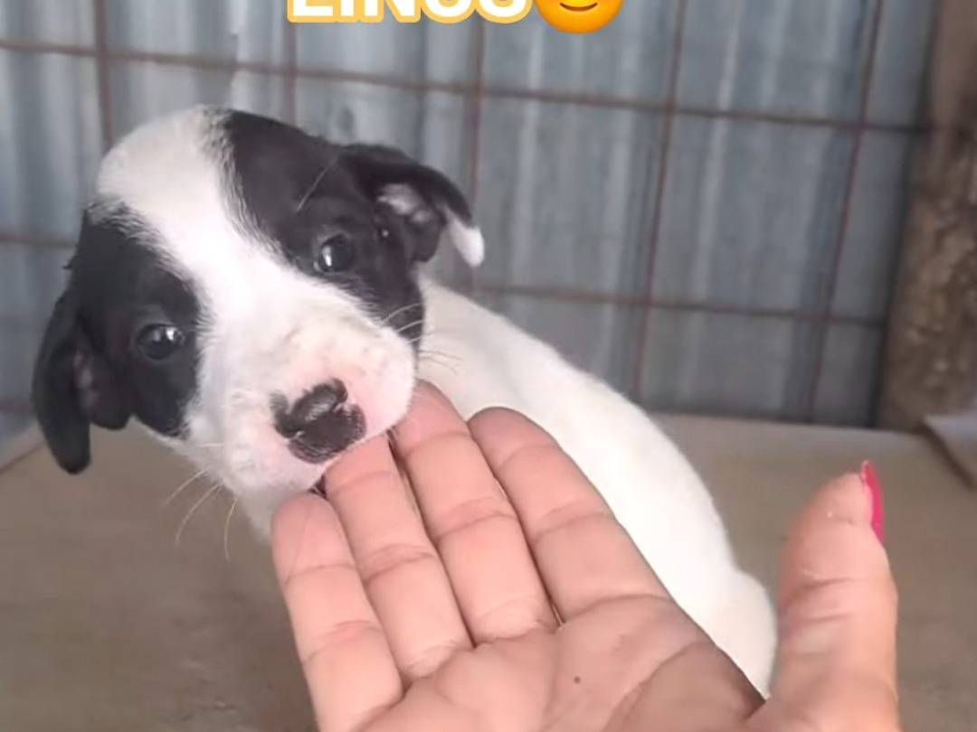 Adotta un cane, maschio, 2 mesi, Benevento