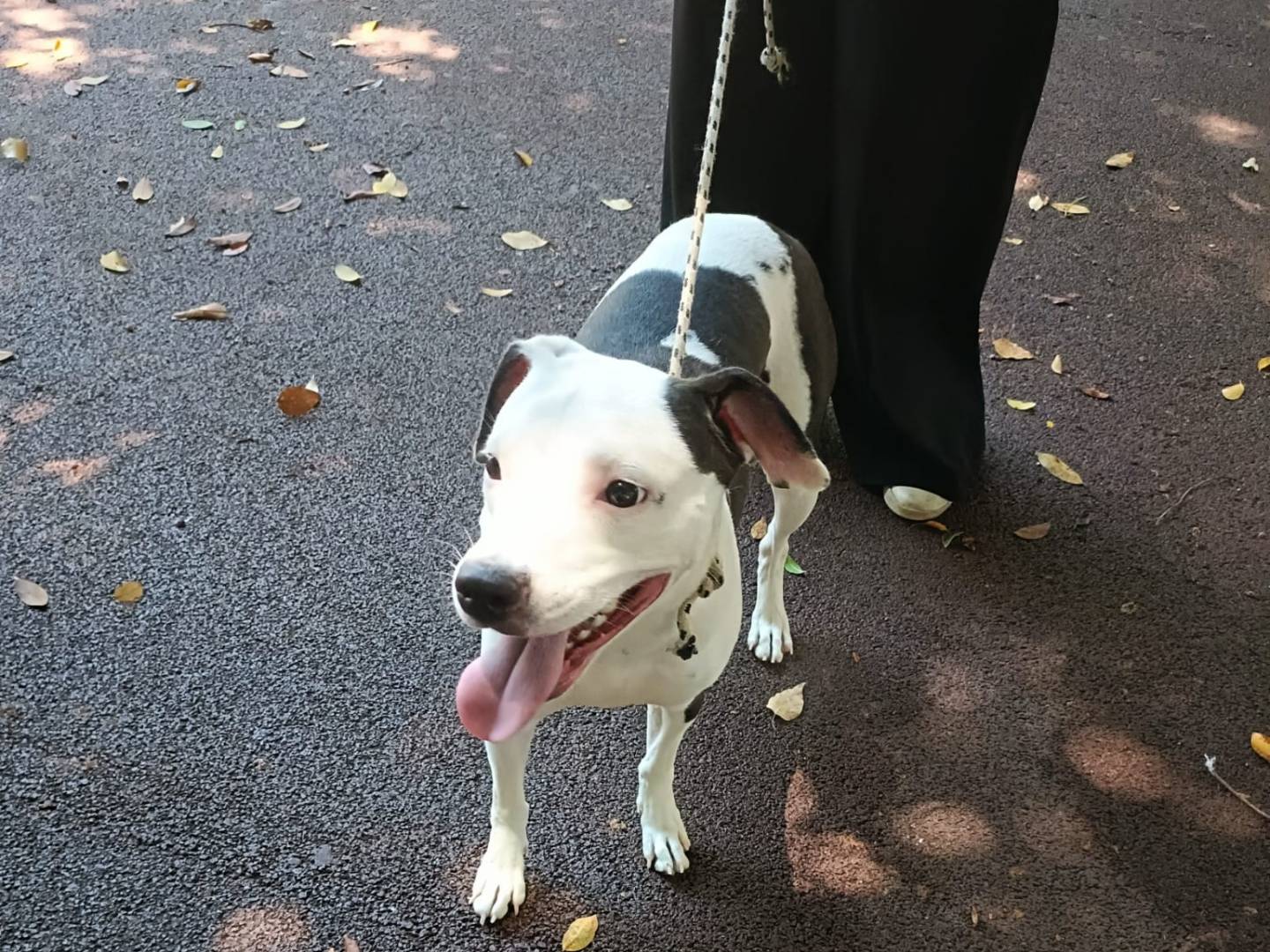 Adozione cane, femmina, Razza sconosciuta Razza sconosciuta, 1 anno e 1 mese, taglia media contenuta, Palermo