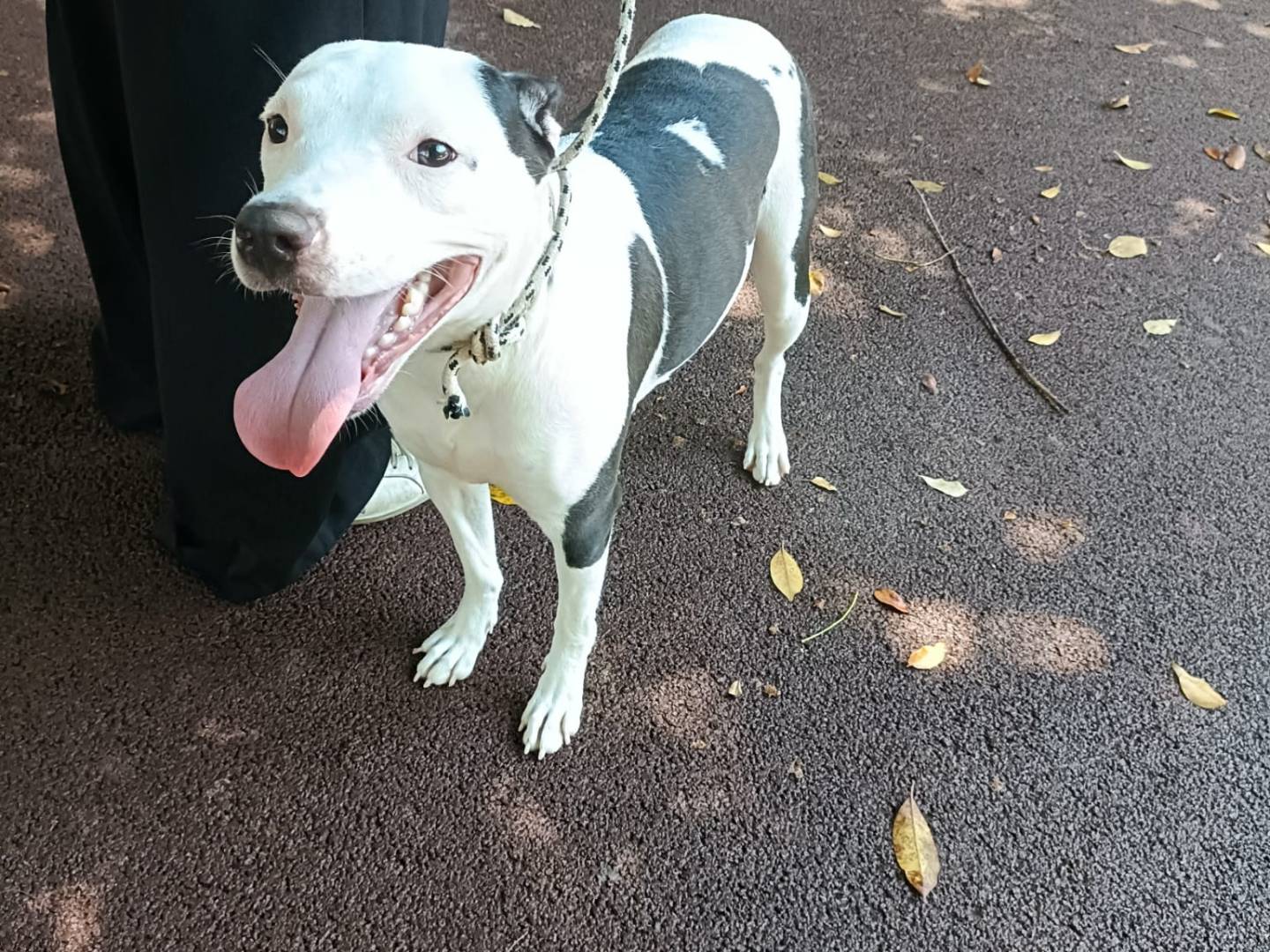 Adotta un cane, femmina, 1 anno e 1 mese, Palermo